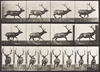 EADWEARD MUYBRIDGE (1830-1904) A selection of 4 plates depicting animals from Animal Locomotion.